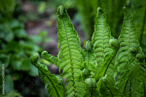 Nice green color fern leaves close up nature macro photography