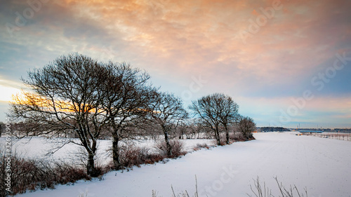 Lonely Winter Sunrise Trees