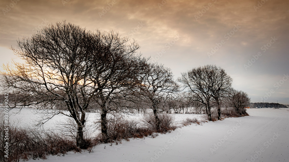 Lonely Winter Trees Lonely Winter Trees