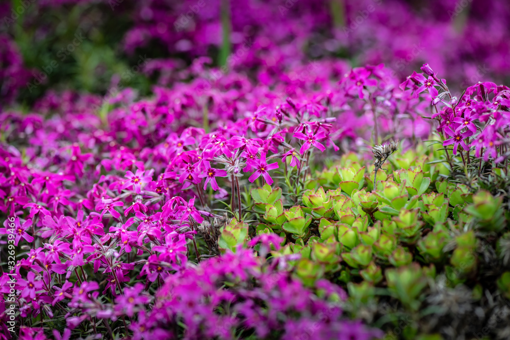 Obraz premium Nice purple flowers and green leaves spring nature macro 