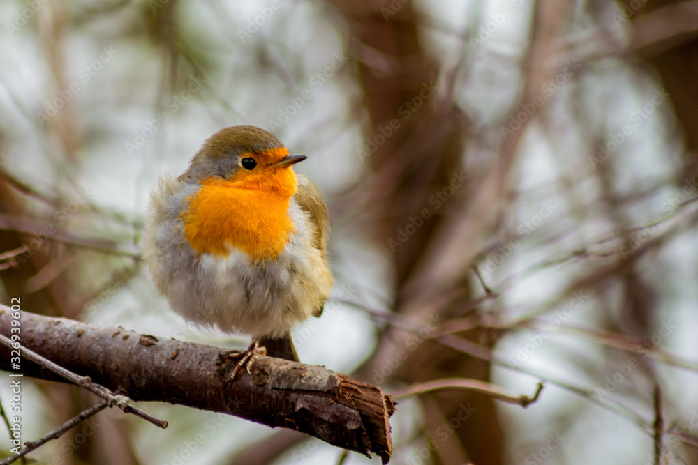 Fototapeta premium Robin bird sitting in wildlife 