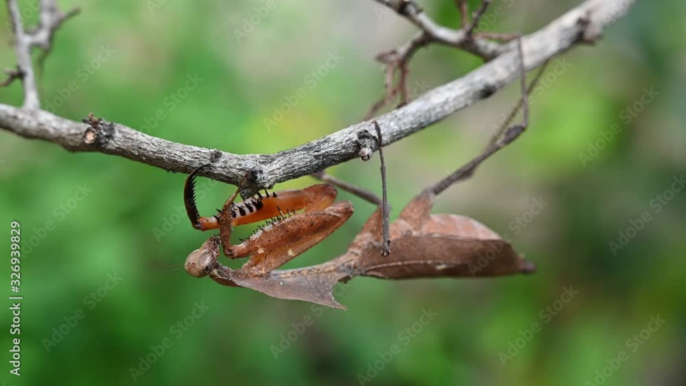 Dead Leaf Mantis (Deroplatys Desiccata) – Echte Gottesanbeterin Im 3D Holz-Schaukasten, Taxidermy