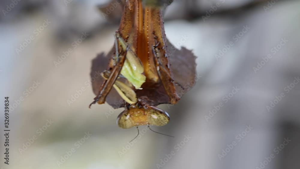 Dead Leaf Mantis, Deroplatys desiccata; hanging upside down while its ...
