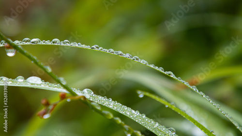 Water droplets gently resting along a blade of grass