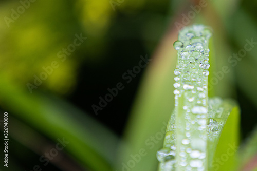 Water droplets collected along a blade of grass