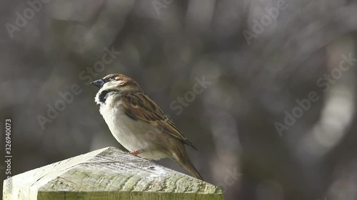 A house sparrow lands on a fence post before flying away. photo