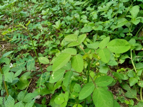 Wallpaper Mural Green weeds grass in the nature background Torontodigital.ca