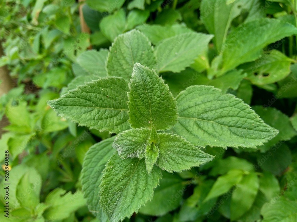 Green weeds grass in the nature background Green weeds grass in the nature background