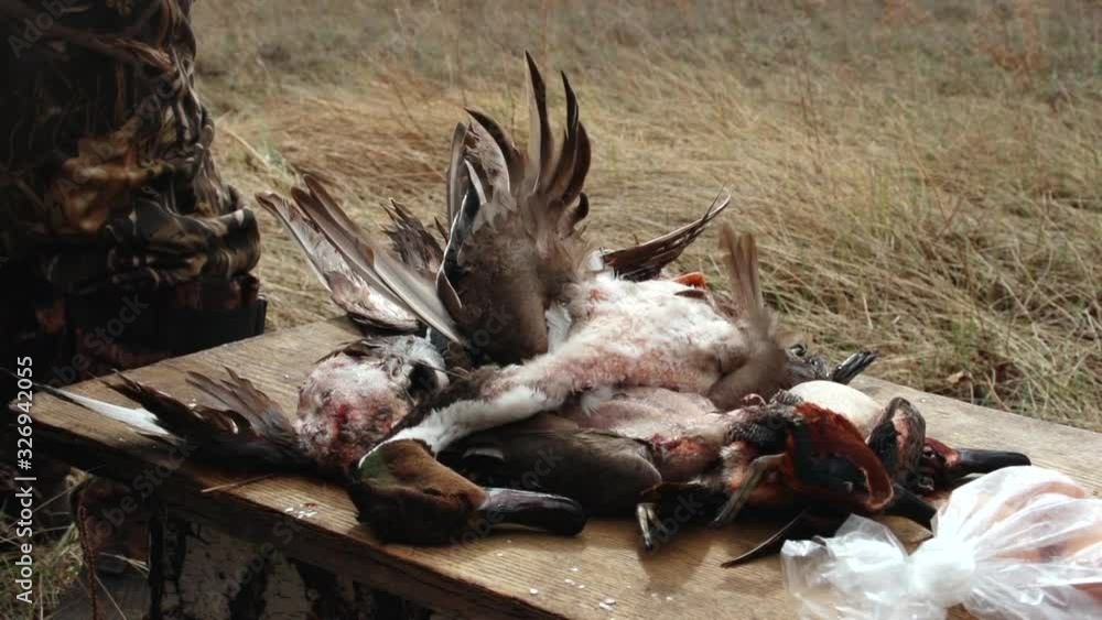 Few dead ducks lie on hunting table, hunting in fields, corpses of birds, shot for fun, hobbies, blood, strong wind fluttering wings of ducks, yellow dry grass around, autumn season of bird migration Few dead ducks lie on hunting table, hunting in fields, corpses of birds, shot for fun, hobbies, blood, strong wind fluttering wings of ducks, yellow dry grass around, autumn season of bird migration