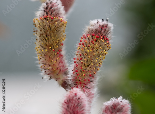 Close up of the attractive flower of Salix gracilistyla 'Mount Aso' plant, furry pink catkins which typically blossom in winter. photo