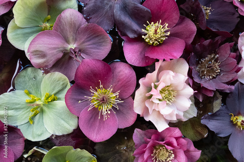 Mixed colour Hellebore flowers floating on water, photographed from above. Hellebores are winter flowering plants and are sometimes known as Christmas rose.  photo