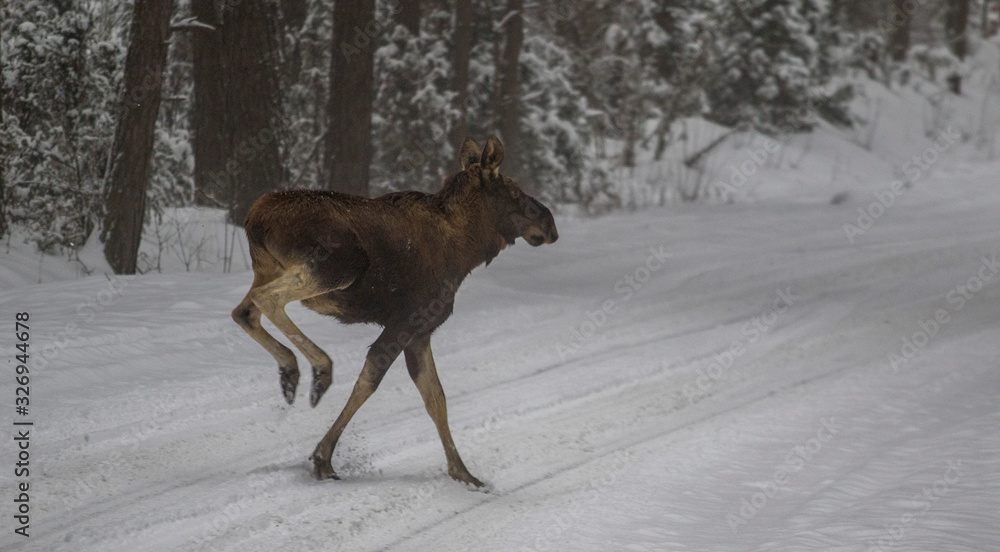 Naklejka premium Running Muse