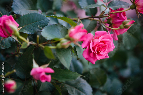 Pink roses flowers  beautiful card with nature background