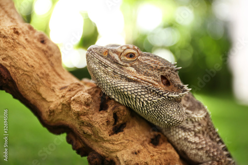 Bearded lizard  Pogona barbata  on tree branch  closeup. Exotic pet