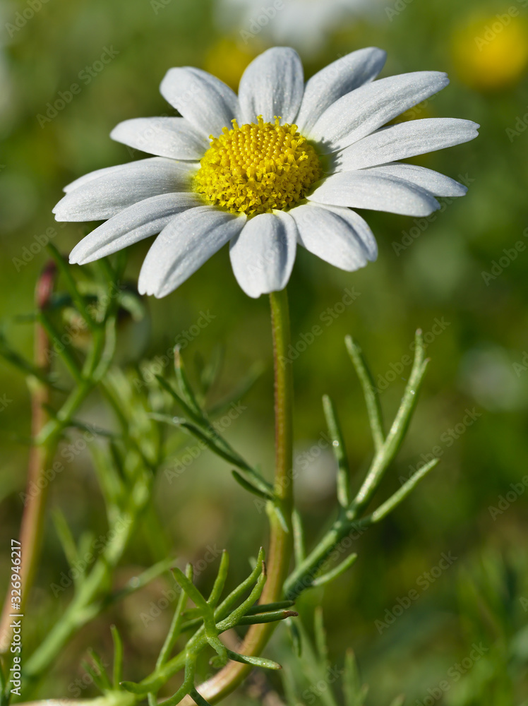 Fototapeta premium Beautiful daisies reflecting the sun's rays