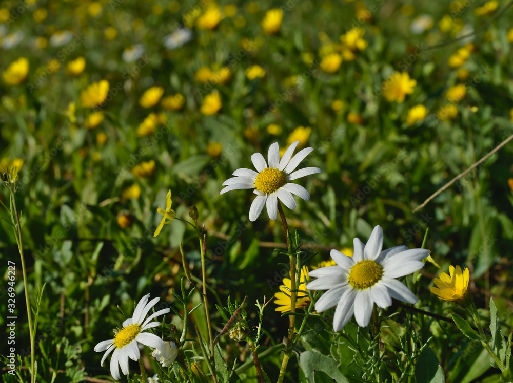 Fototapeta premium White daisies with yellow daisies out of focus