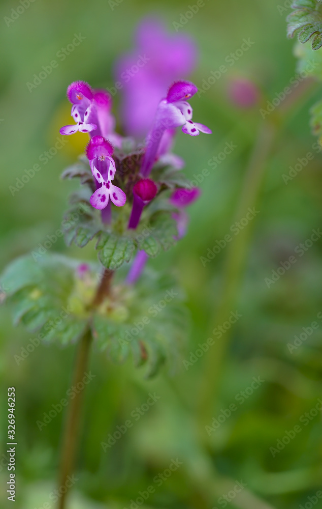 Beautiful tiny pink-purple florets Beautiful tiny pink-purple florets