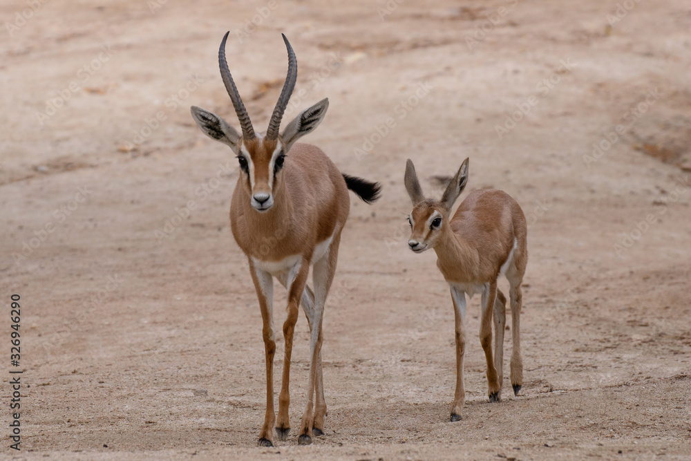 Adult and young breeding of dorcas gazelle Adult and young breeding of dorcas gazelle