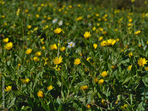 Field of Yellow Daisies © Iván