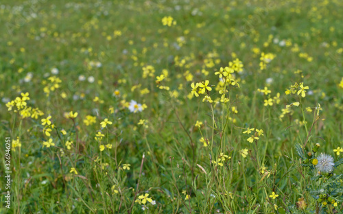 Green fields of yellow florets