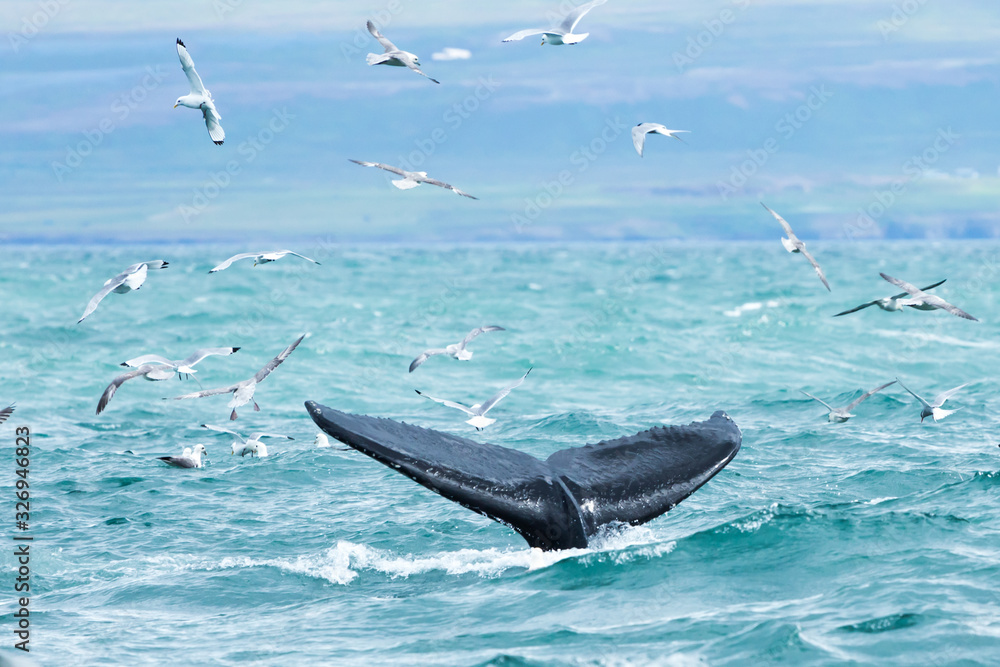 Fototapeta premium humback whales in iceland