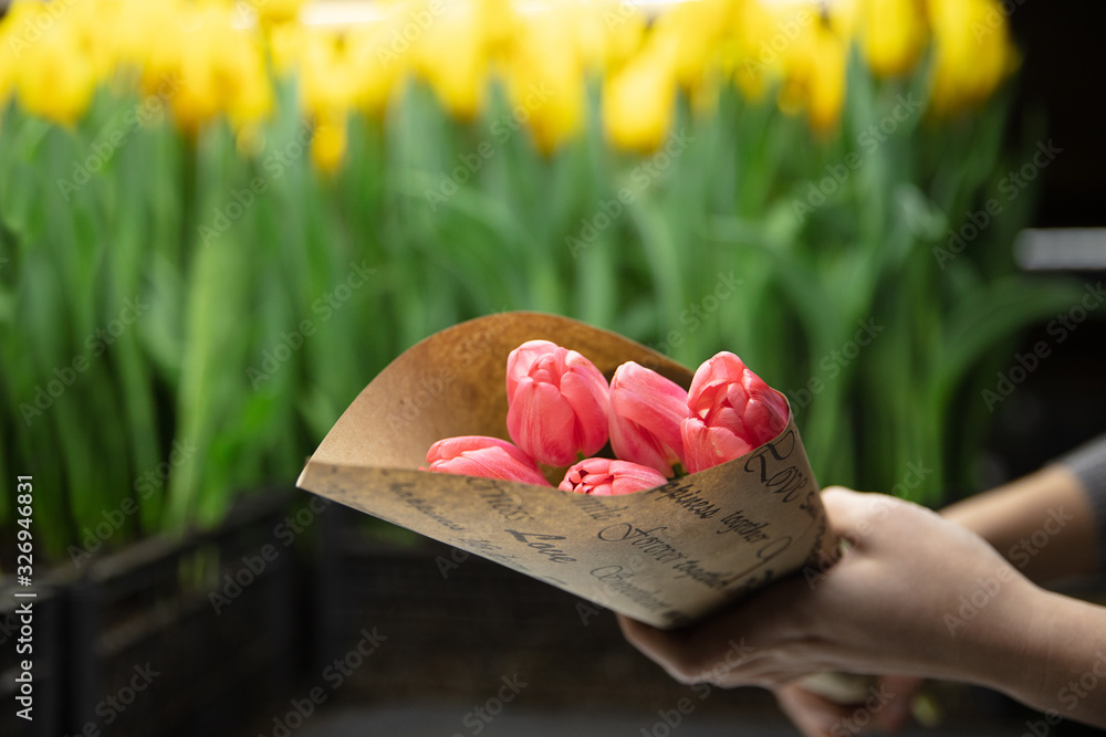 Growing tulips in a greenhouse - crafted manufacture for your celebration. Selected spring flowers in tender pink colors. Mother's, woman's day, preparation for holidays, brightful. Bouquet making of. Growing tulips in a greenhouse - crafted manufacture for your celebration. Selected spring flowers in tender pink colors. Mother's, woman's day, preparation for holidays, brightful. Bouquet making of.