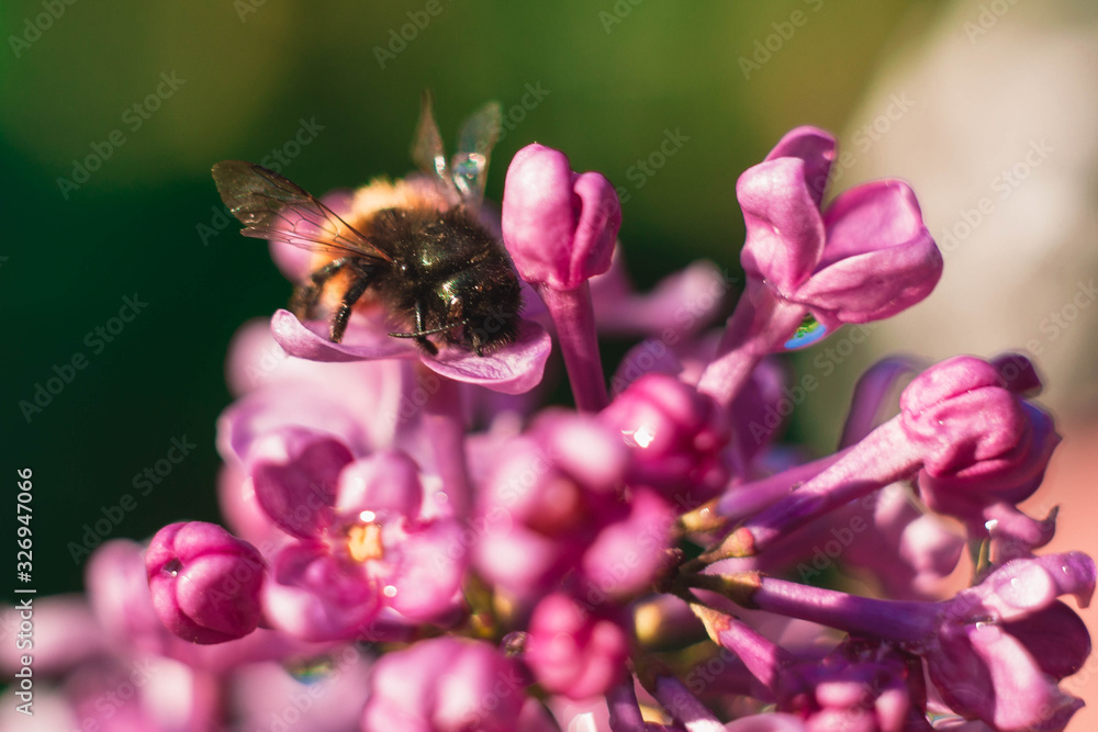 branch of blooming lilac with a bee that pollinates branch of blooming lilac with a bee that pollinates