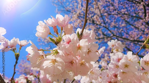Tableau sur toile 桜　太陽