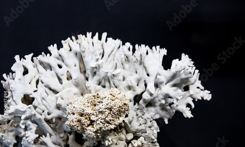Foto Close up de coral branco em fundo preto