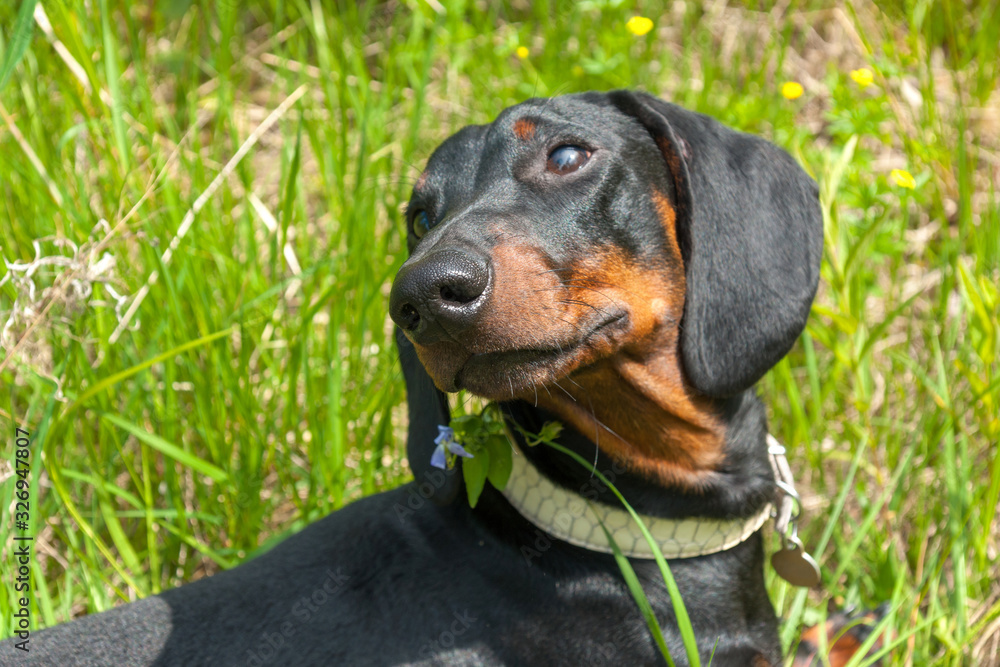 Black and tan dachshund puppy on summer field Black and tan dachshund puppy on summer field
