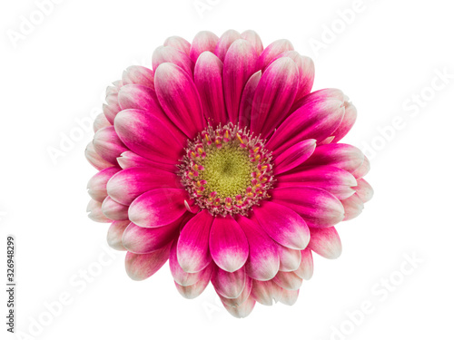 Pink  white and yellow gerber blossom closeup isolated on white background