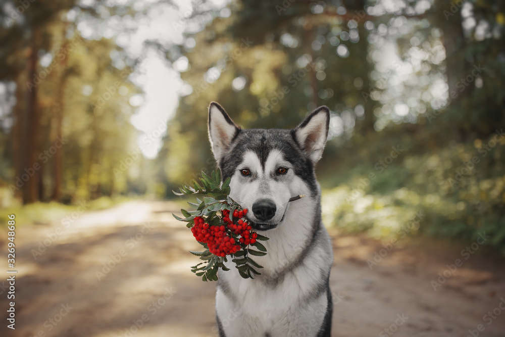 Alaskan Malamute dog with rowanberry bouquet Alaskan Malamute dog with rowanberry bouquet