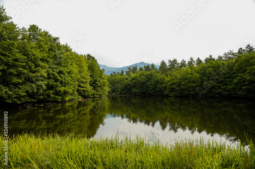 Beautiful view of a lake in a forest