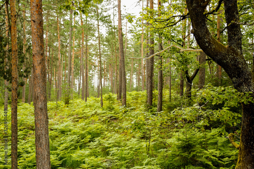 Preserving green and lushes forest Preserving green and lushes forest
