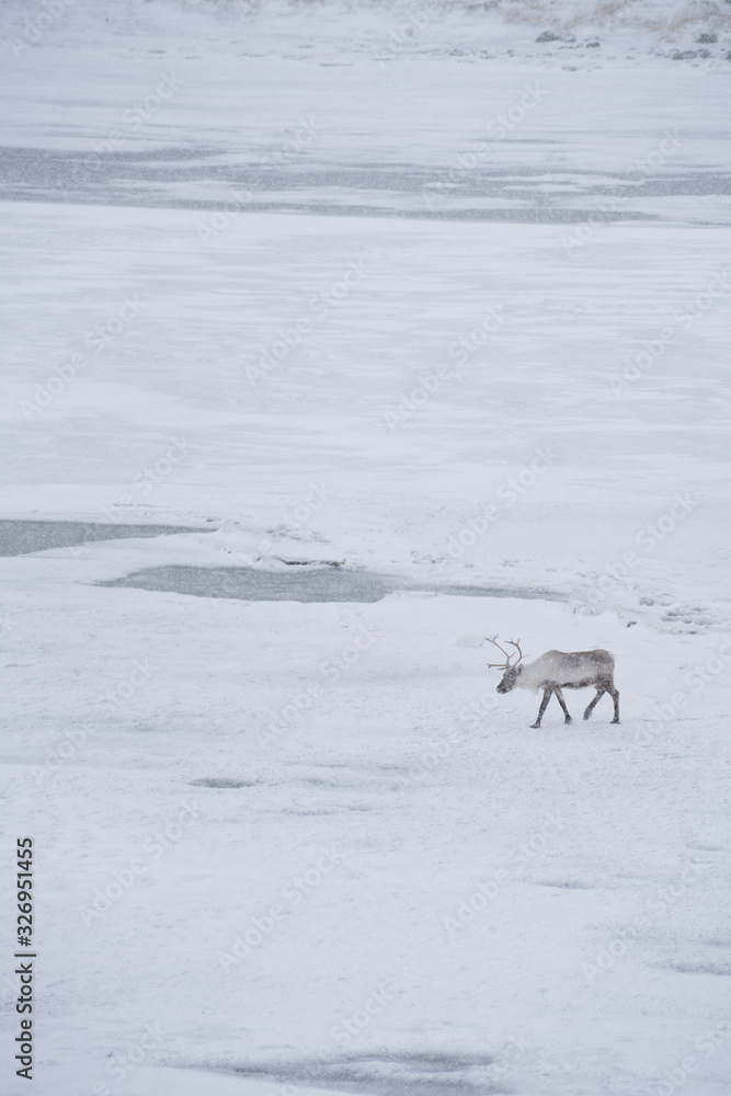 A reindeer in the snow field in winter A reindeer in the snow field in winter
