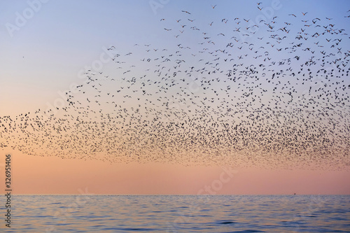 Flock of flying seagulls over the sea