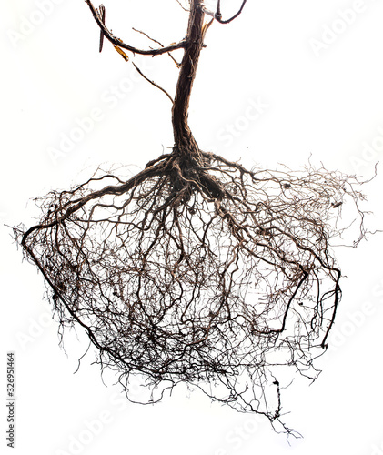 Fototapeta tree roots isolated on white background