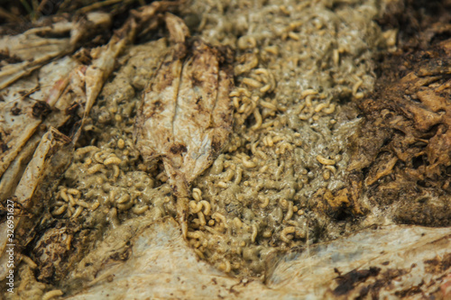 The larvae of the common green bottle fly feed on the body of a zebra. Carrion  rot  infection. The concept of disgust.