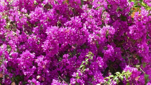 Bush With Bright Flowers