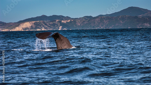 Whale watch in Kaikoura