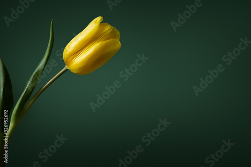 Beautiful yellow tulpan on a dark green background photo