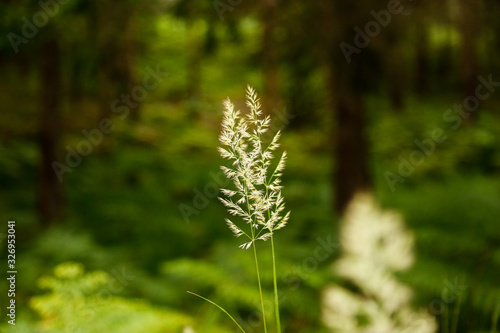 Close up of A Flower growing in forest