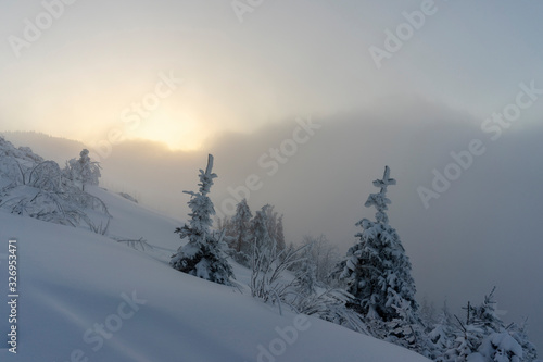 Frozen trees in deep snow. Tatra Mountains. © Jacek Jacobi