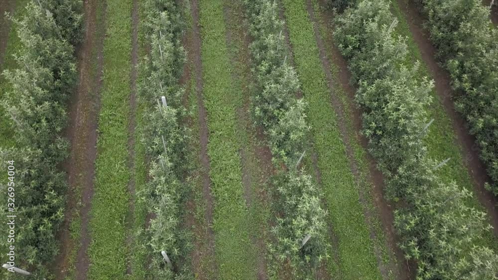 Aerial view of drone fly over of apples orchard in cloudy day. indusrial apple orchard. Aerial view of drone fly over of apples orchard in cloudy day. indusrial apple orchard.