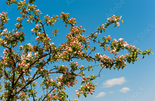 Blooming flowers on the branches of tree.