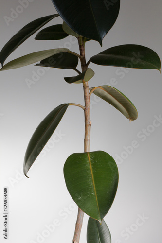 Leaves of Ficus in house pot indoor