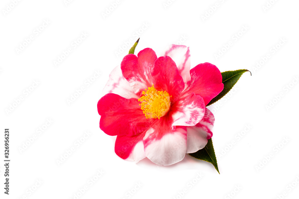 Camelia sobre fondo blanco Camelia sobre fondo blanco
