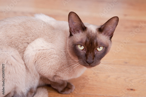 фотографія beautiful Siamese cat staring at the camera