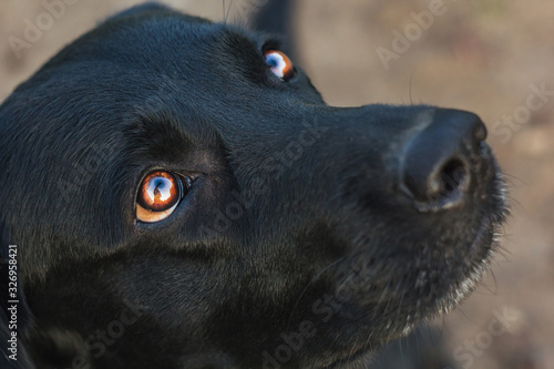 Outdoor portrait of a beautiful black labrador sitting in the garden. Pets on the street. Friend of human. Guide.