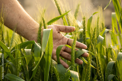 beautiful green wheat barley with farmer hand on back wallpaper background photo